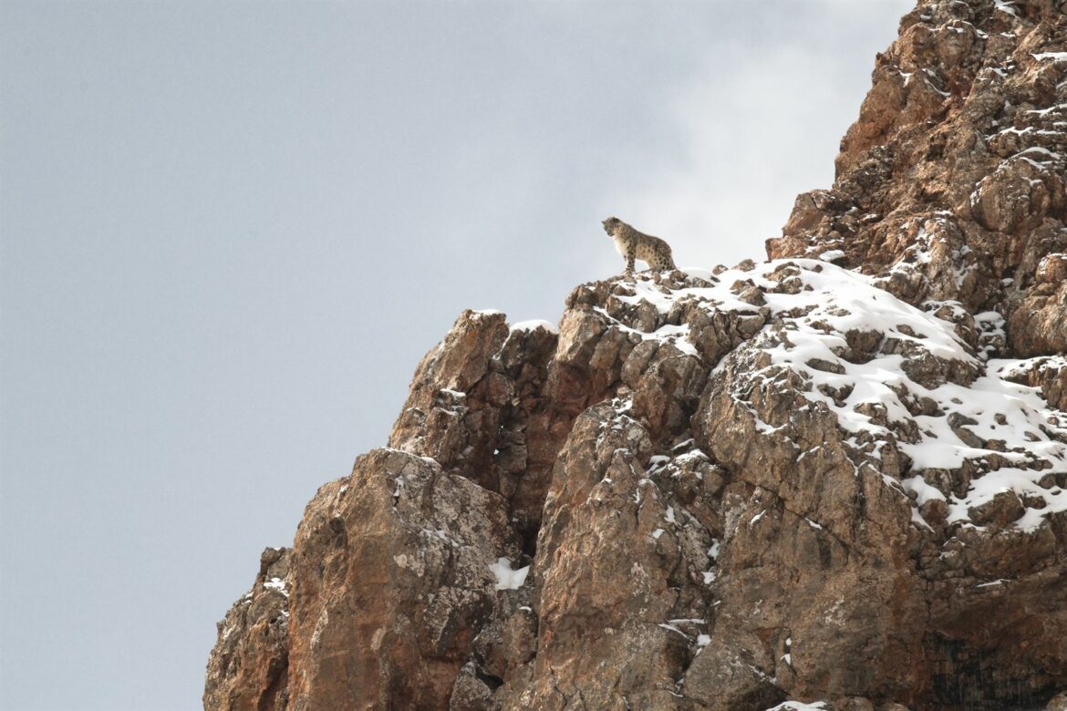 Cannes 2021 | La croisade, Animal, La panthère des neiges : Le cinéma pour le climat ne peut pas être une action éphémère