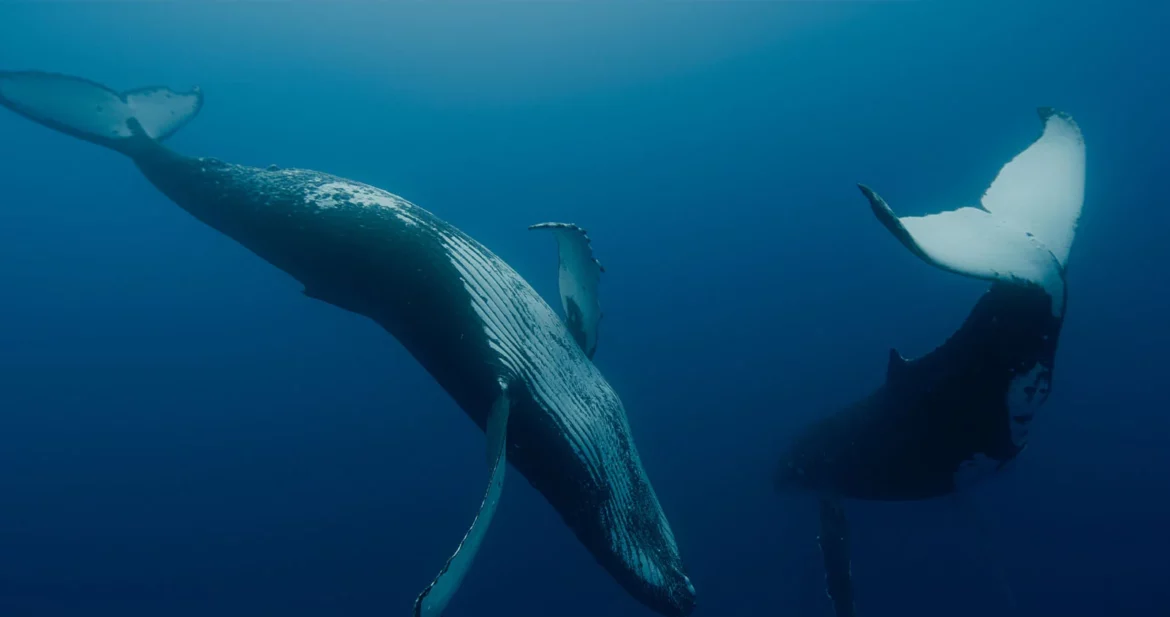 Les gardiennes de la planète : protéger la beauté des baleines menacées