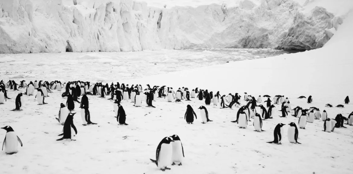 Voyage au pôle sud : périls en la demeure des Empereurs
